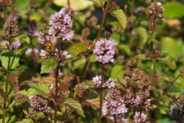 Mentha x piperita 'Eau de Cologne' Eau de Colognemunt bestellen